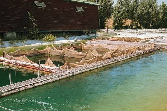 Aquaculture fish farming pond in India - best fish farming services in Karnataka